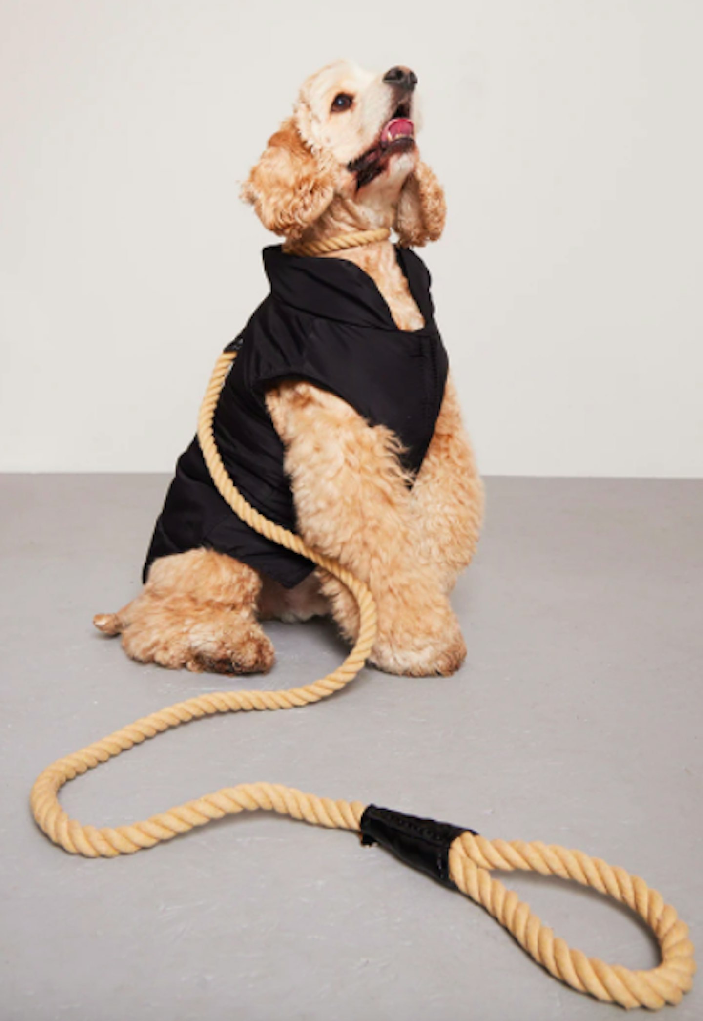Dog clothes pretty little thing clearance